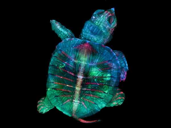 Zgoda Turtle