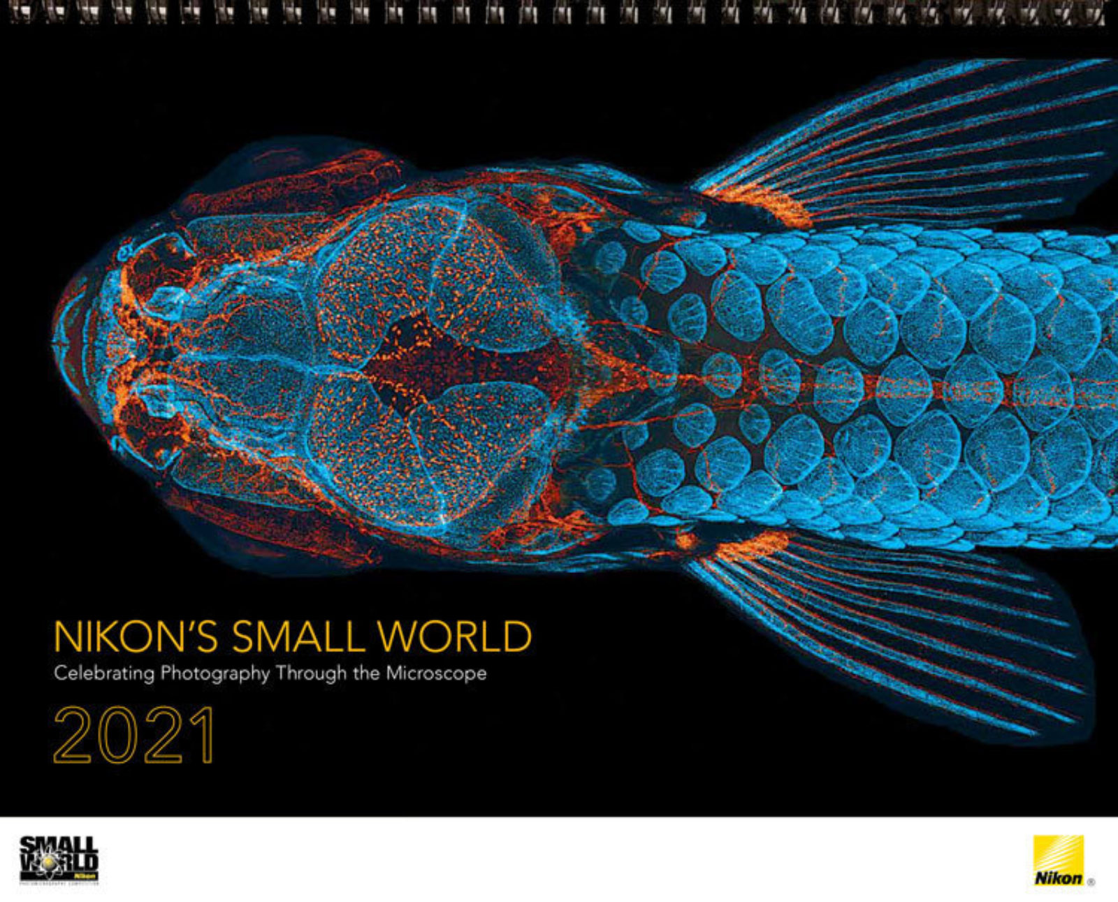 2021 Nikon Small World Wall Calendar Now Available News Nikon’s