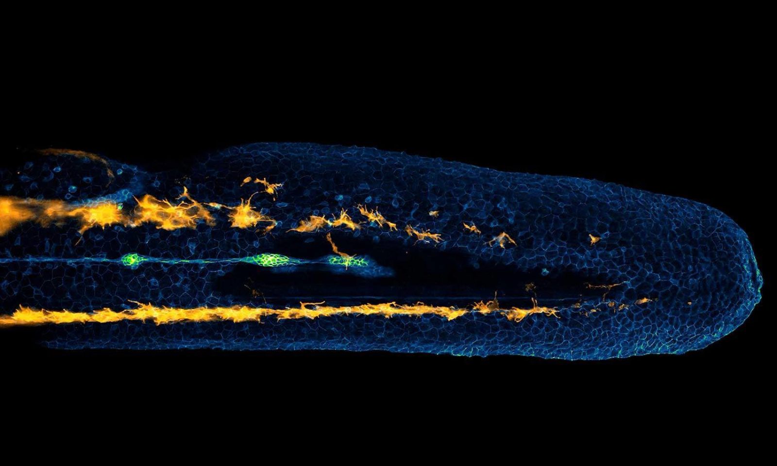 Developing Zebrafish Embryo Wins The 12th Annual Nikon Small World in