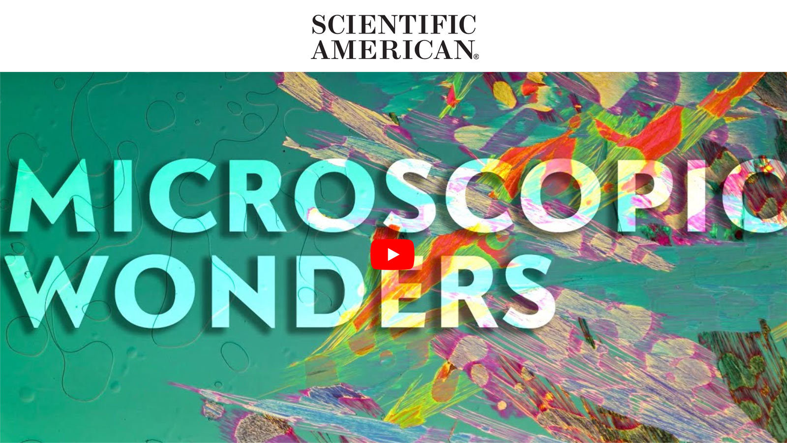 Scientific American Showcases 2021 Nikon Small World In Motion Winners