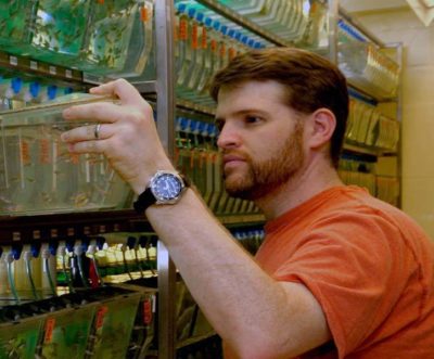 What Zebrafish Teach Us About Cancer and Alzheimer’s Drug Therapies