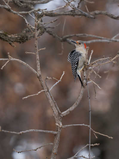 Bird-watching