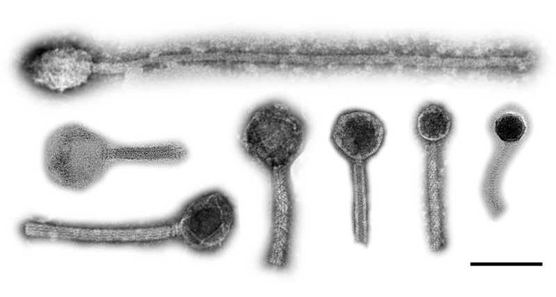 King phages