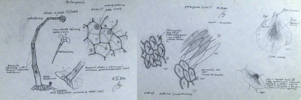 Marek Drawing 1