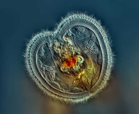 Rogelio Moreno rotifer