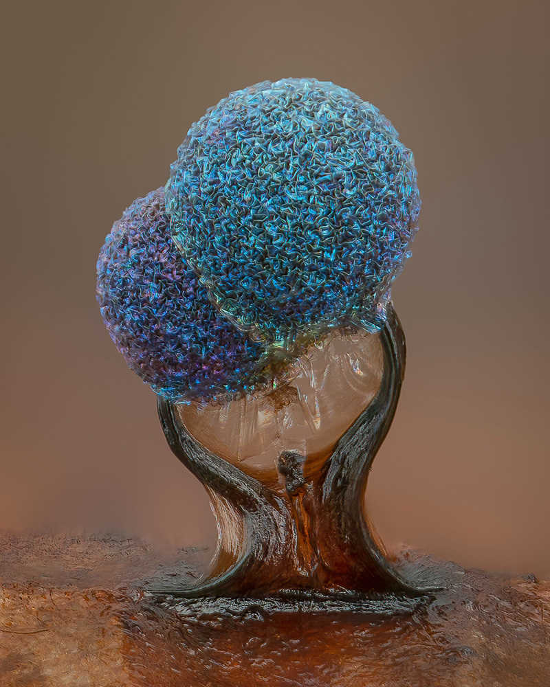Alison Pollack’s Journey Capturing the Beauty of Nature’s Smallest ...