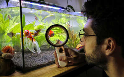 Vellutini aquarium mom
