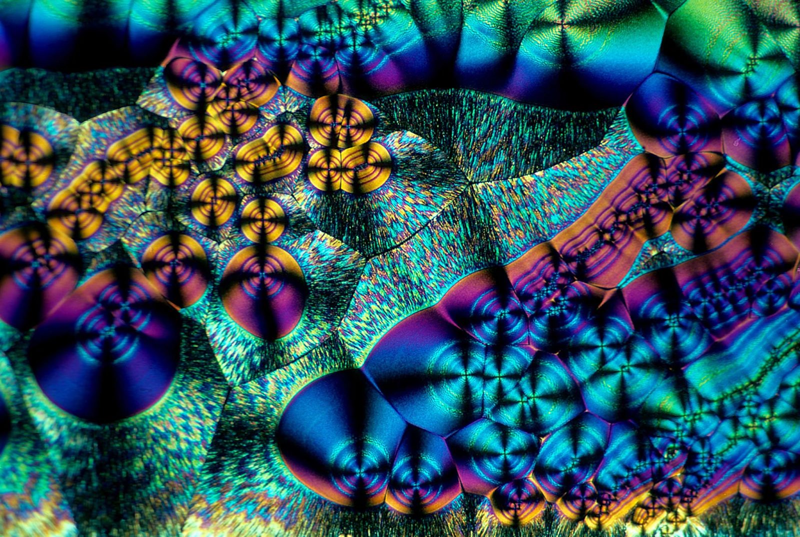 Ascorbic acid (vitamin C) crystals Nikon’s Small World