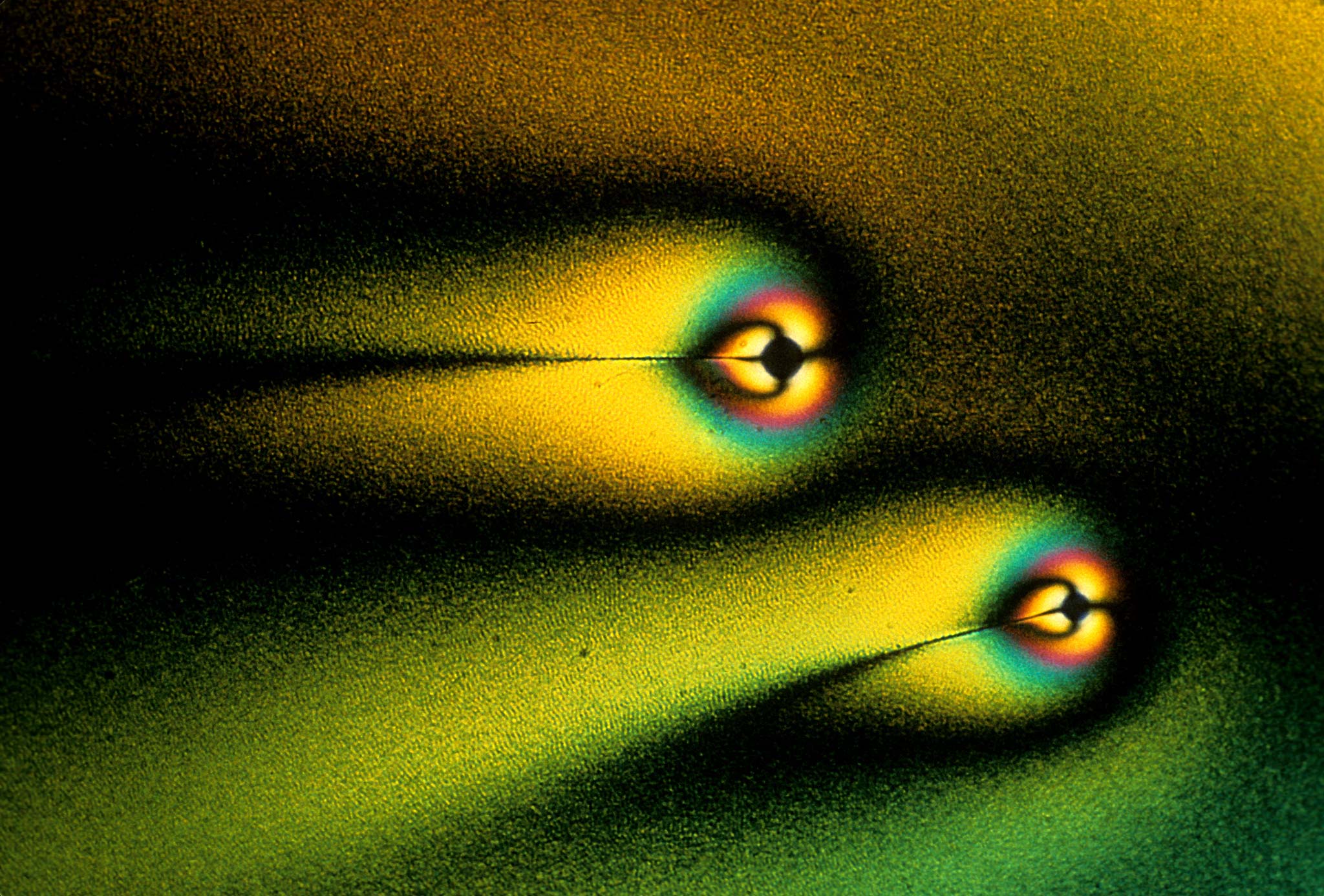 Vitamin C (ascorbic acid) crystals Nikon’s Small World