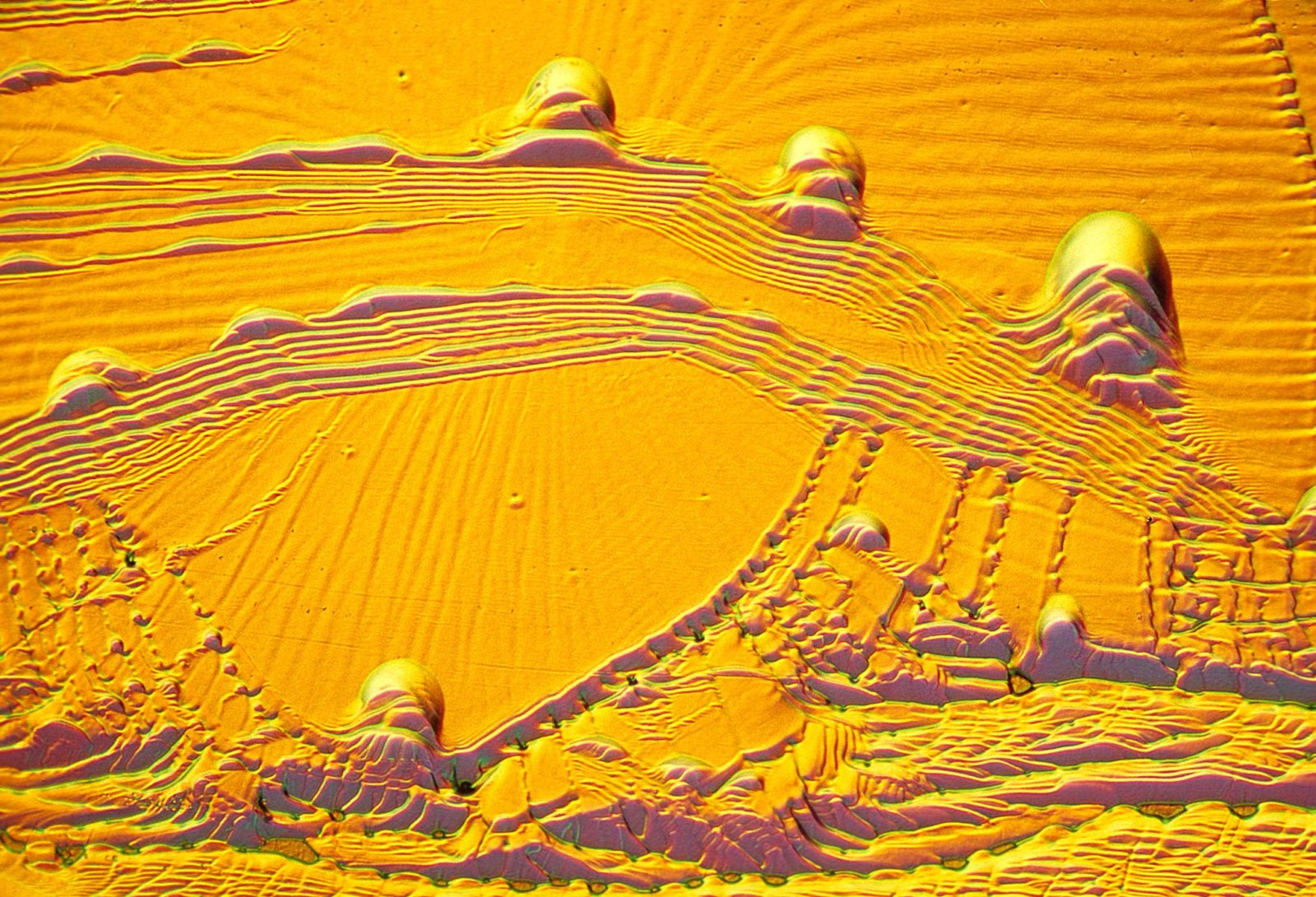 Photo Micrographics 1978 Photomicrography Competition | Nikon Small World