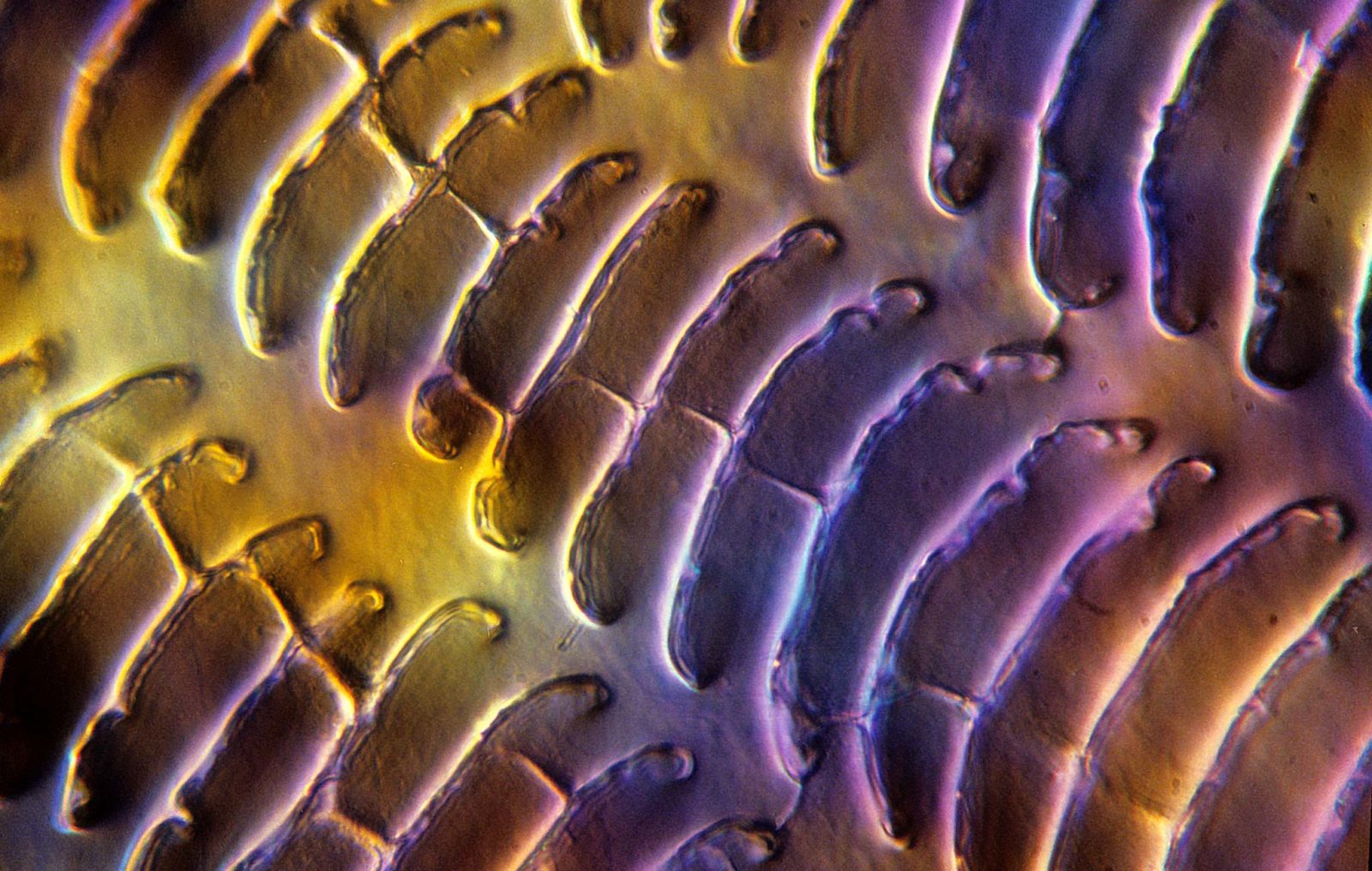 Hoffman Modulation Contrast Techniques Nikon’s Small World