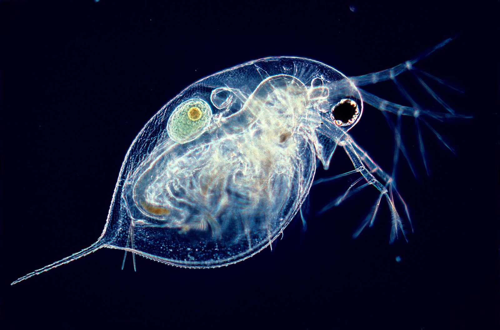 Zooplankton 2020