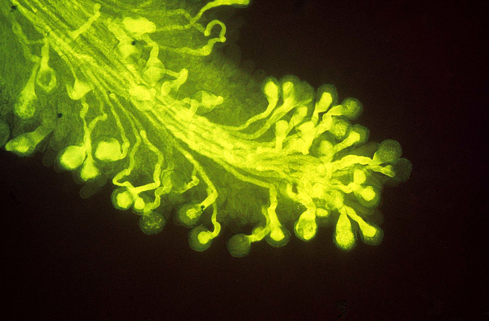 Pollen tubes on stigma and style of a crosspollinated flower (Cephaelus Elata) Nikon’s Small