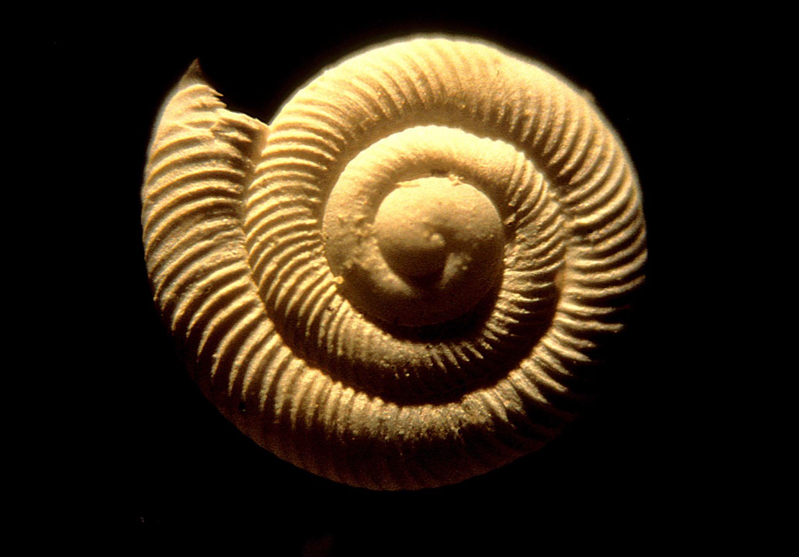 Foraminifera fossil Nikon’s Small World