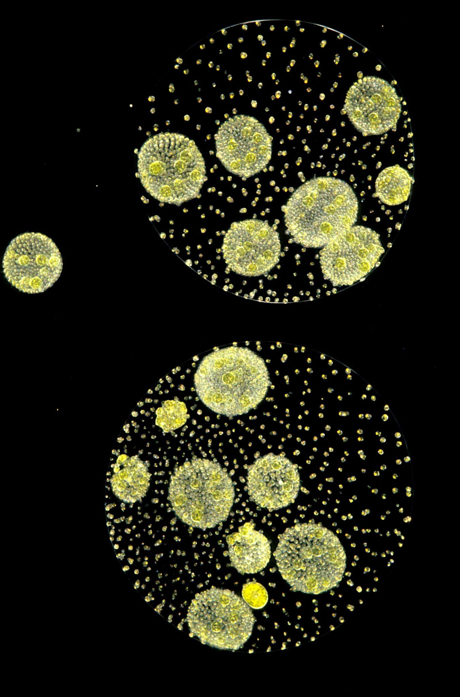 Как выглядит амеба вирус пневмонии вольвокс. Колония вольвокс рисунок. Колония вольвокса без микроскопа. Volvox globator. Вольвокс в микроскопе.