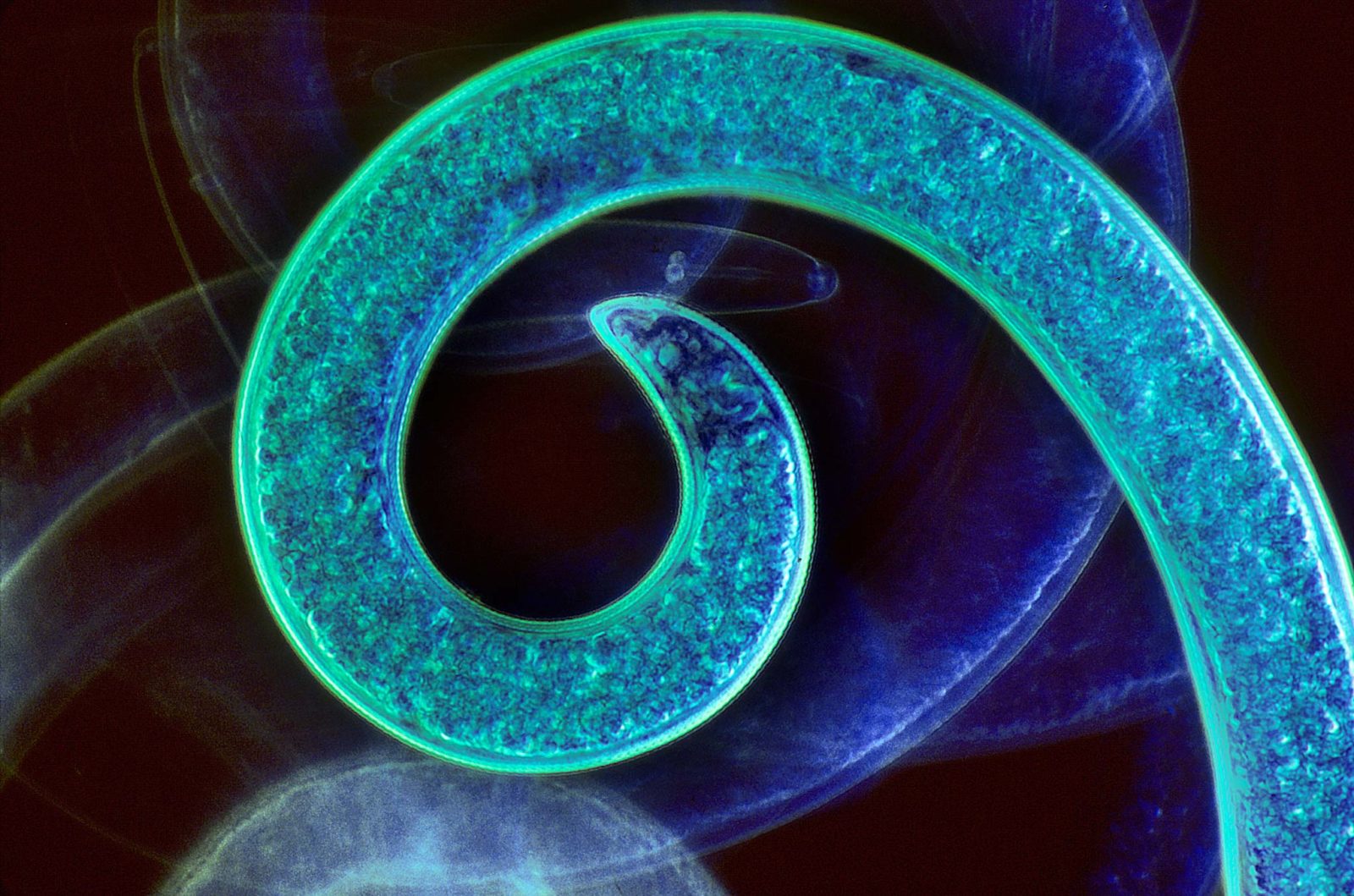 【Identites】de Disderi au Photomaton 1985 Identités de Disderi au Photomaton. by [PHOTO] | Librairie