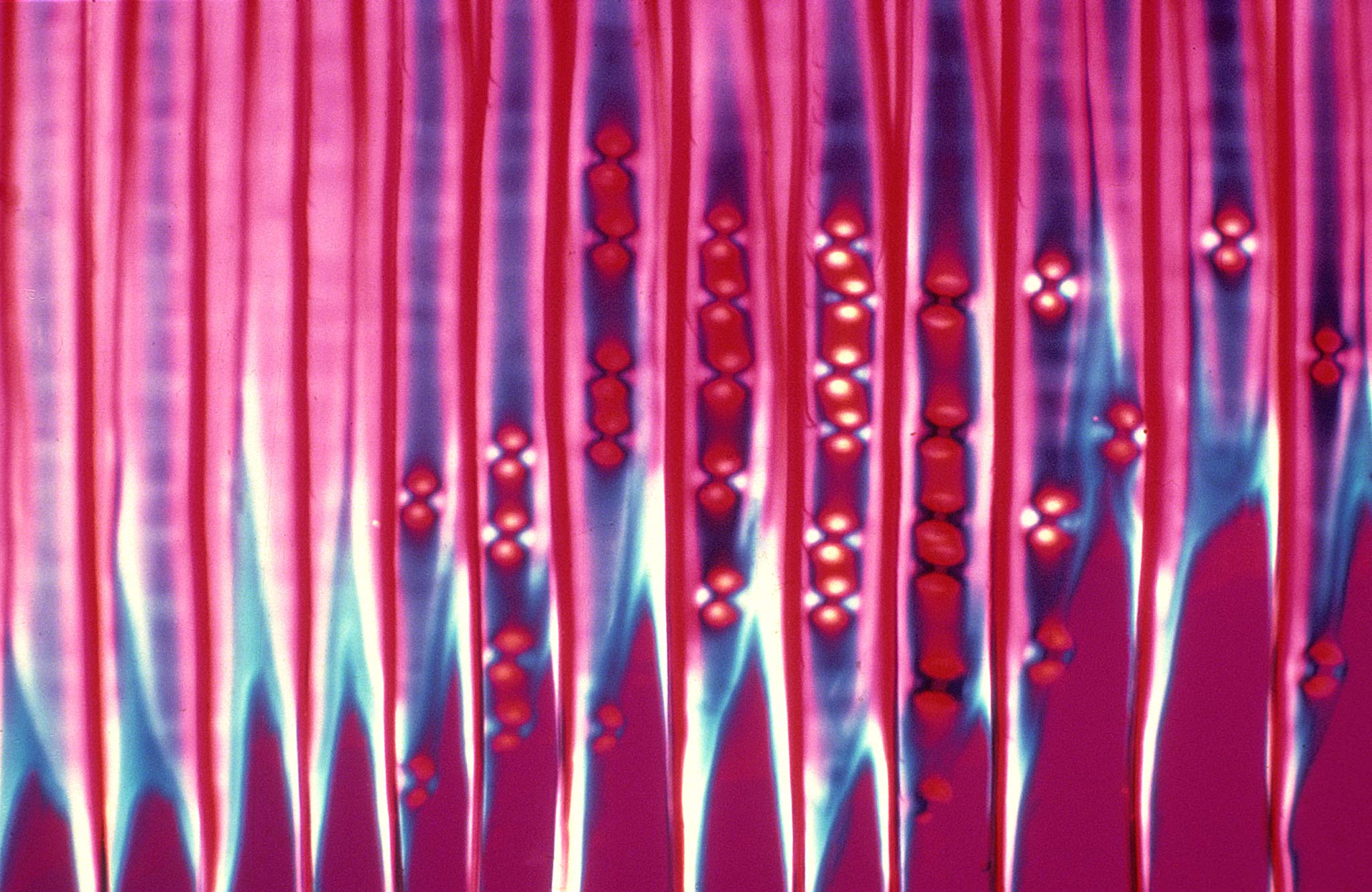 Radial section of secondary xylem from eastern white pine, Pinus