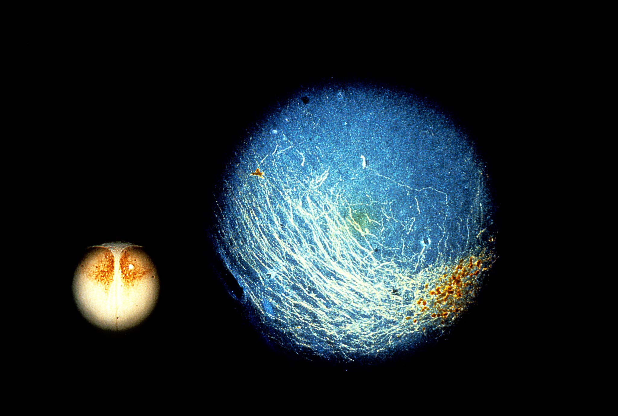 Double exposure of rat hypothalamus showing locus of the mammalian