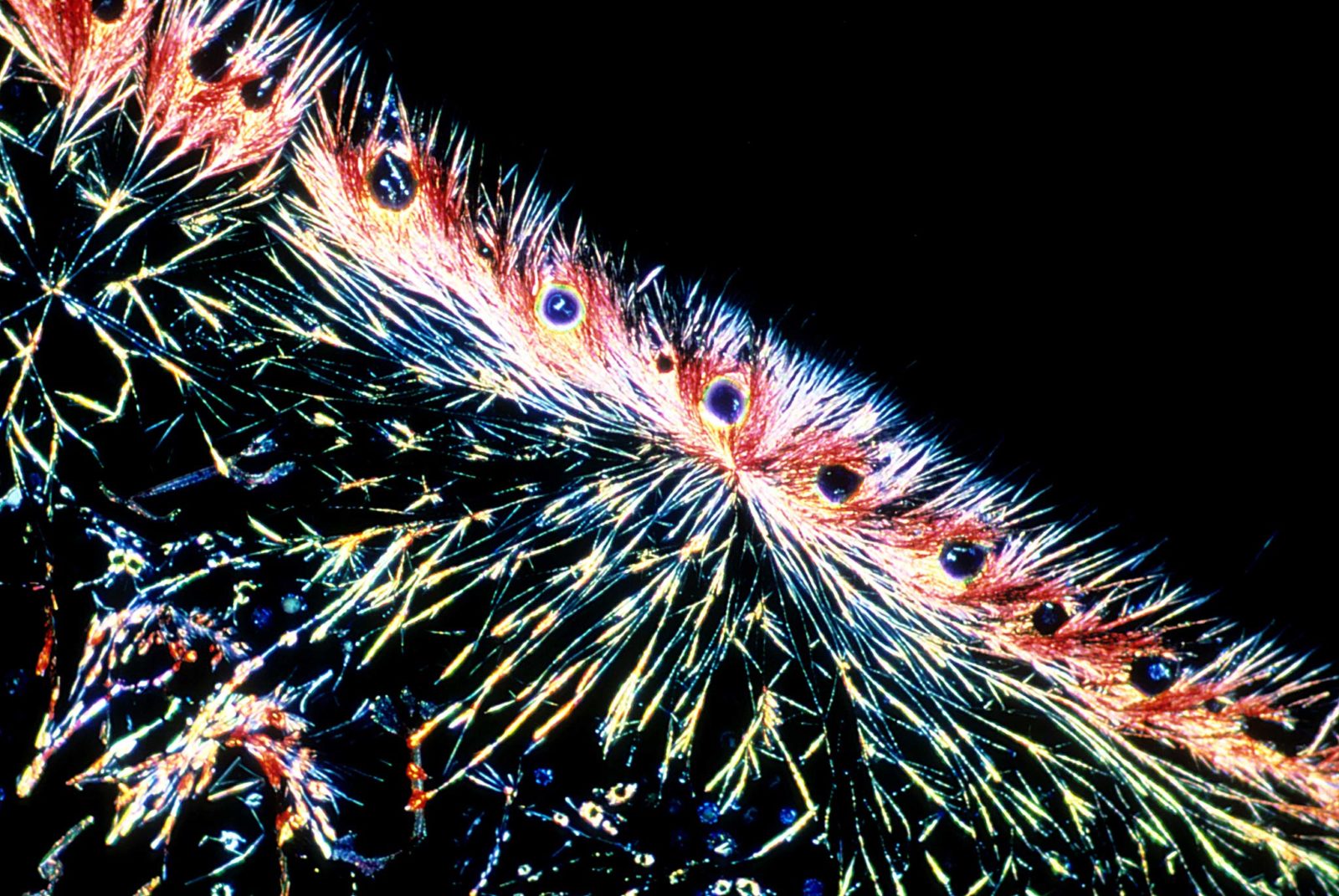 Crystals of picrosirius red dye solution Nikon’s Small World