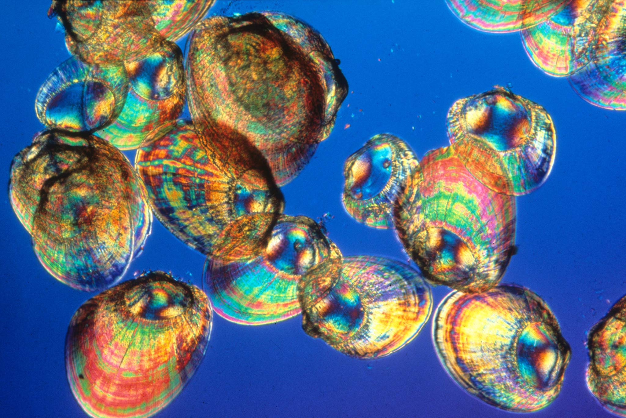 Young mussels Nikon’s Small World