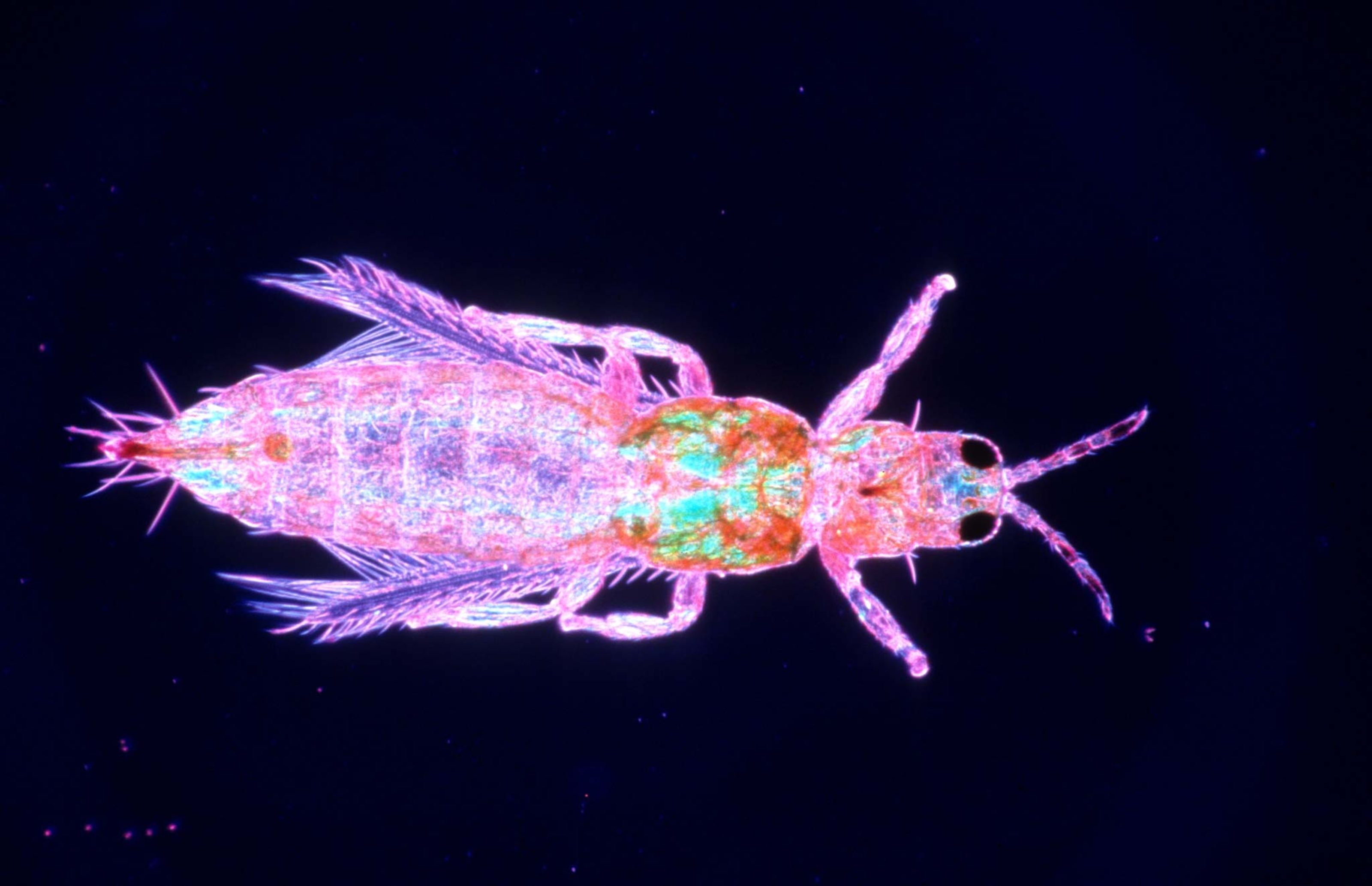 Theps Insect Thrips sp. (Thysanoptera) | Nikon Small World