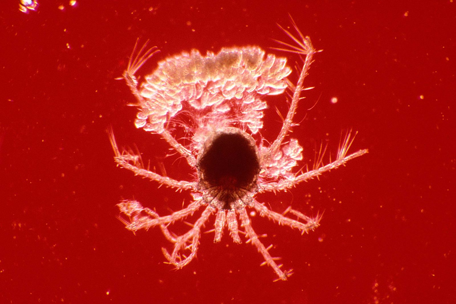 Water mite (Acari) with epizoic ciliates | Nikon Small World