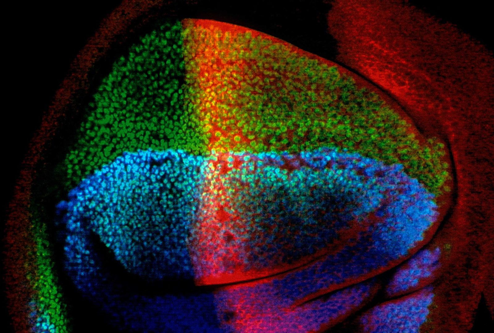 Third instar of a Drosophila wing imaginal disc Nikon’s Small World