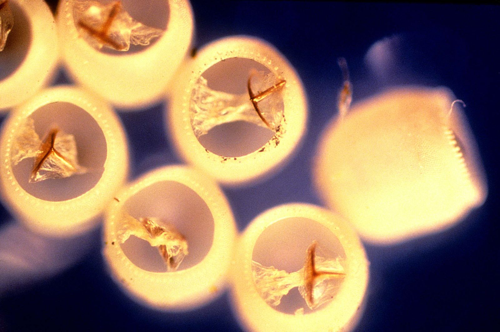 Vacant egg sac of a butterfly Nikon’s Small World