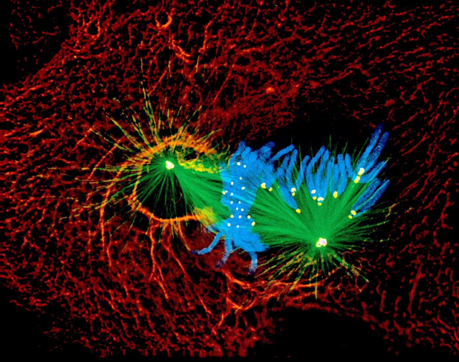 Photo Micrographics 1999 Photomicrography Competition | Nikon Small World