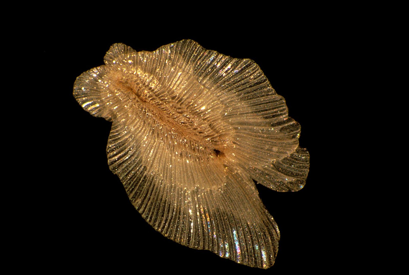 Immature winged seed from a Karri tree | 2000 Photomicrography