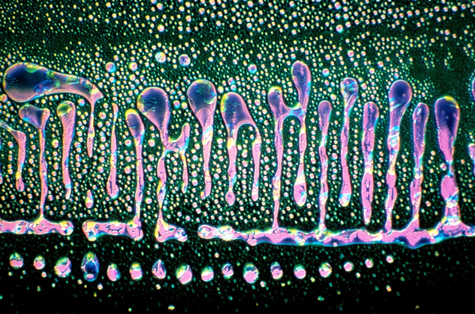 Green microscopy dye 2000 Photomicrography Competition Nikon’s