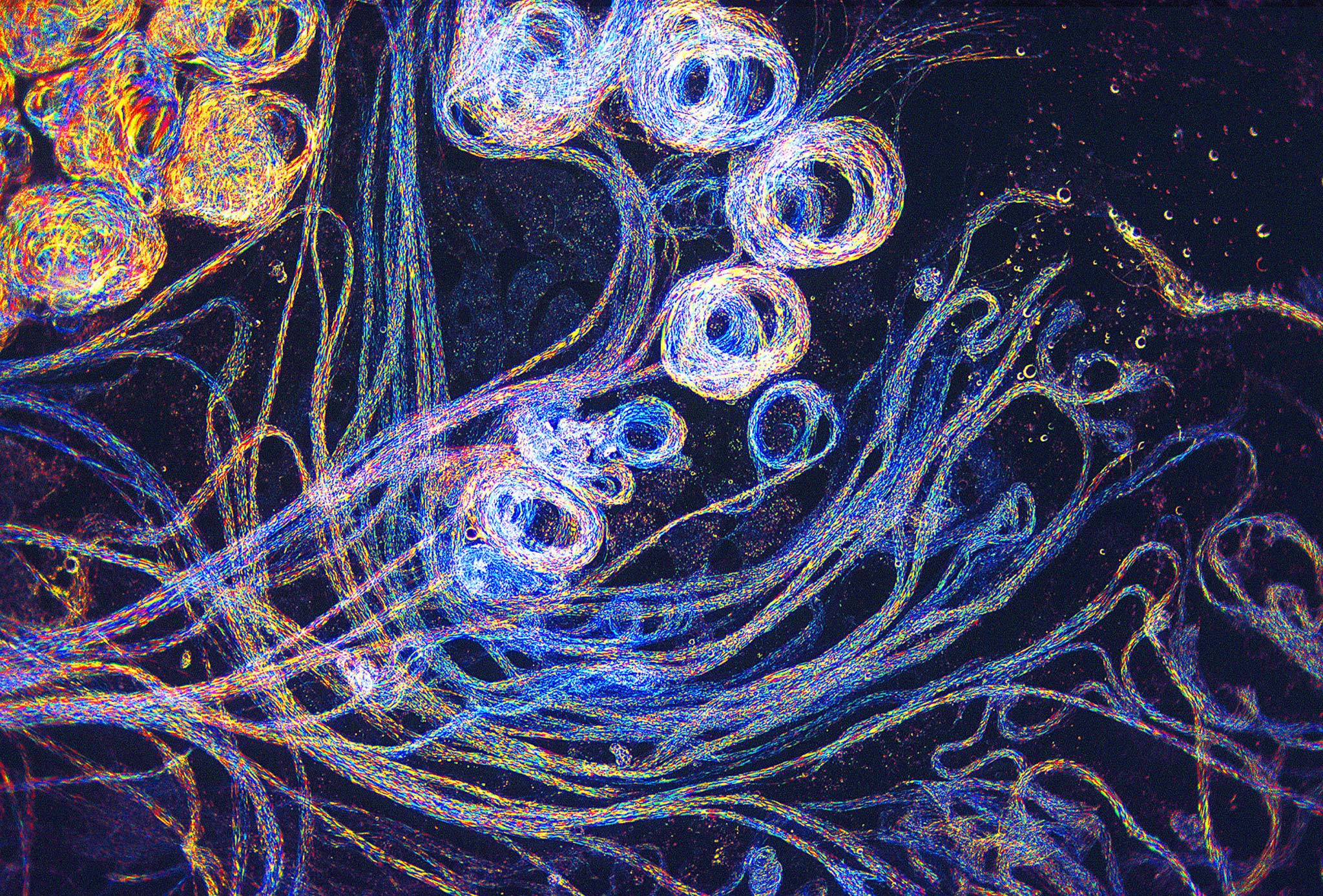 Drosophila virilis (fruit fly) sperm Nikon’s Small World