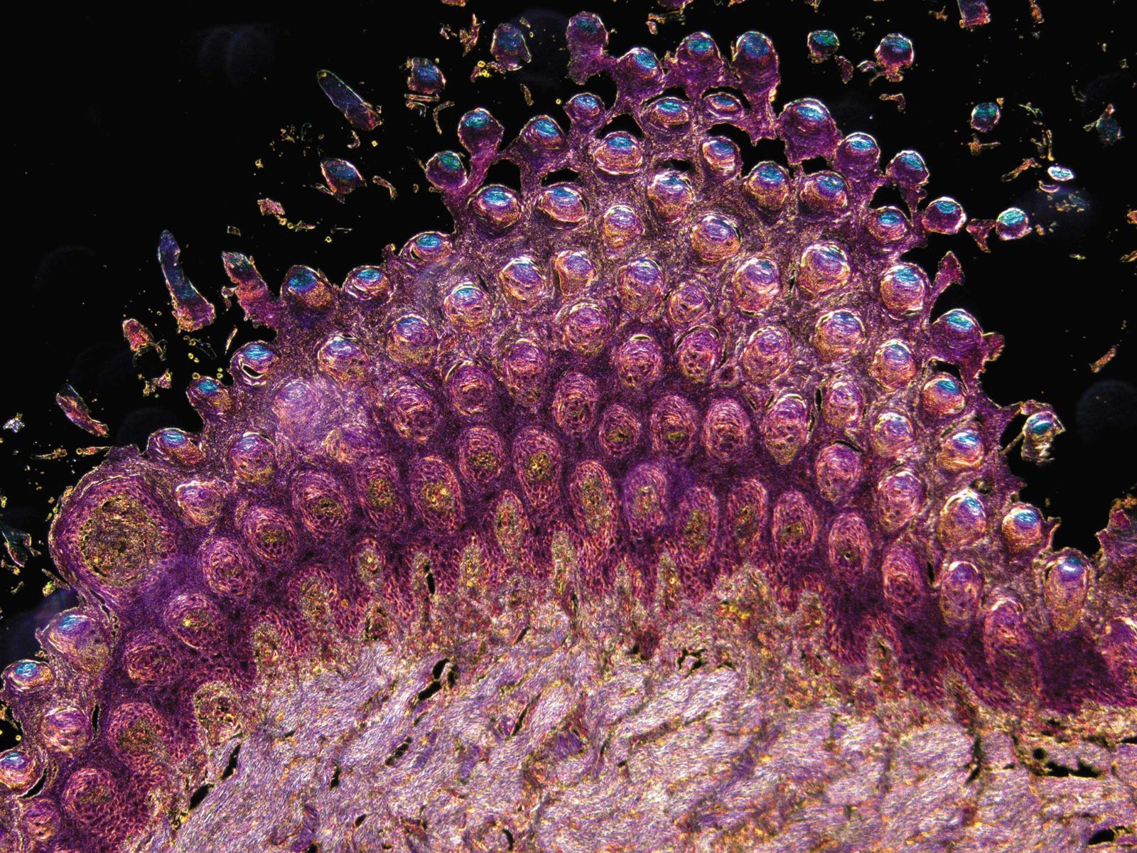 Фотография микро. Сетчатка Филина микрофотография. Микрофотография клетки человека. Микрофотография апокриновый. Мир в микроскопе.