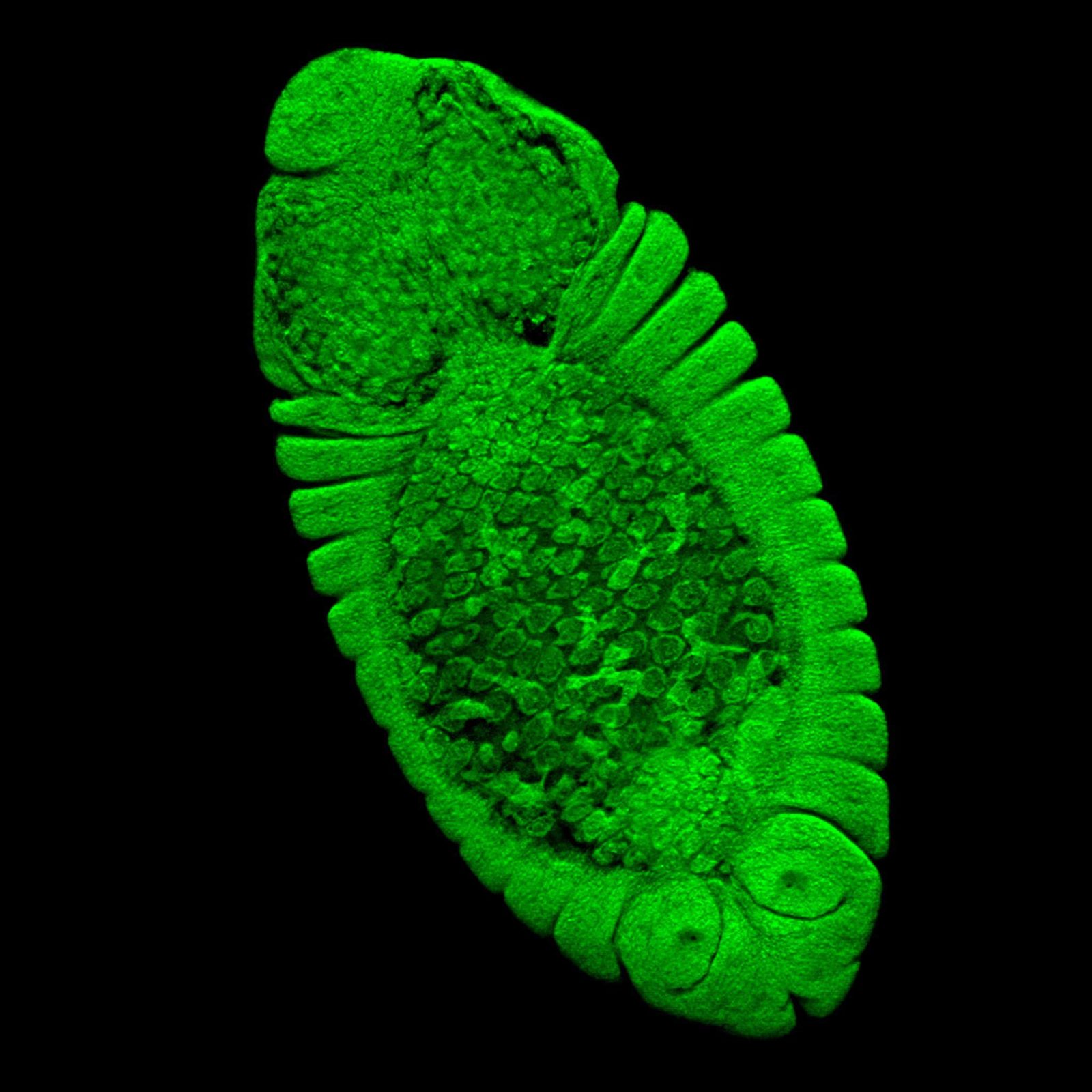 Drosophila melanogaster (fruit fly) embryo Nikon’s Small World