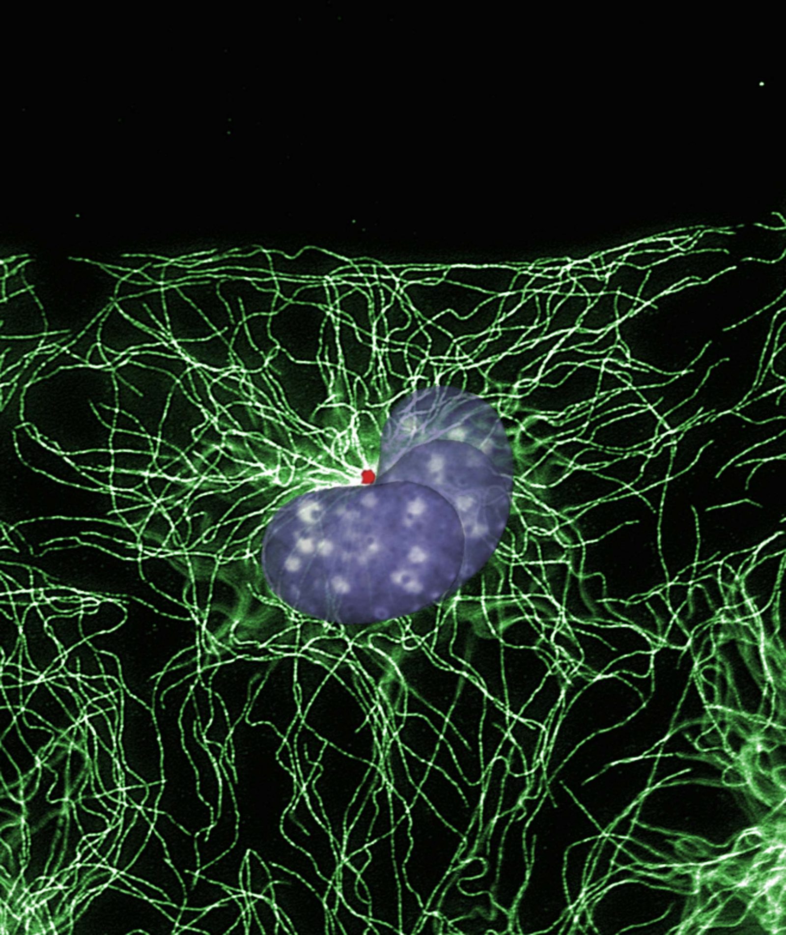 Fibroblast microtubule organizing center Nikon’s Small World