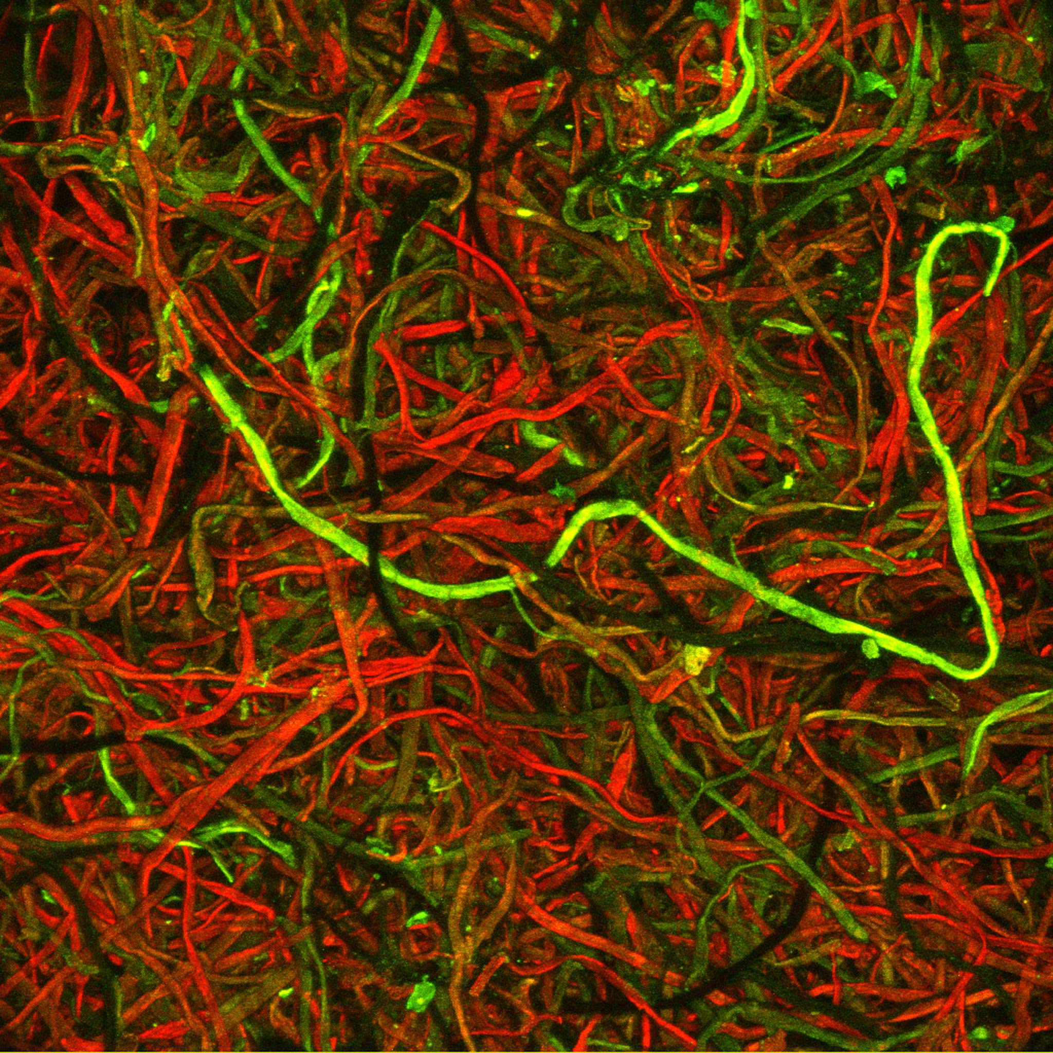 Silk fibers from moldmade paper Nikon’s Small World