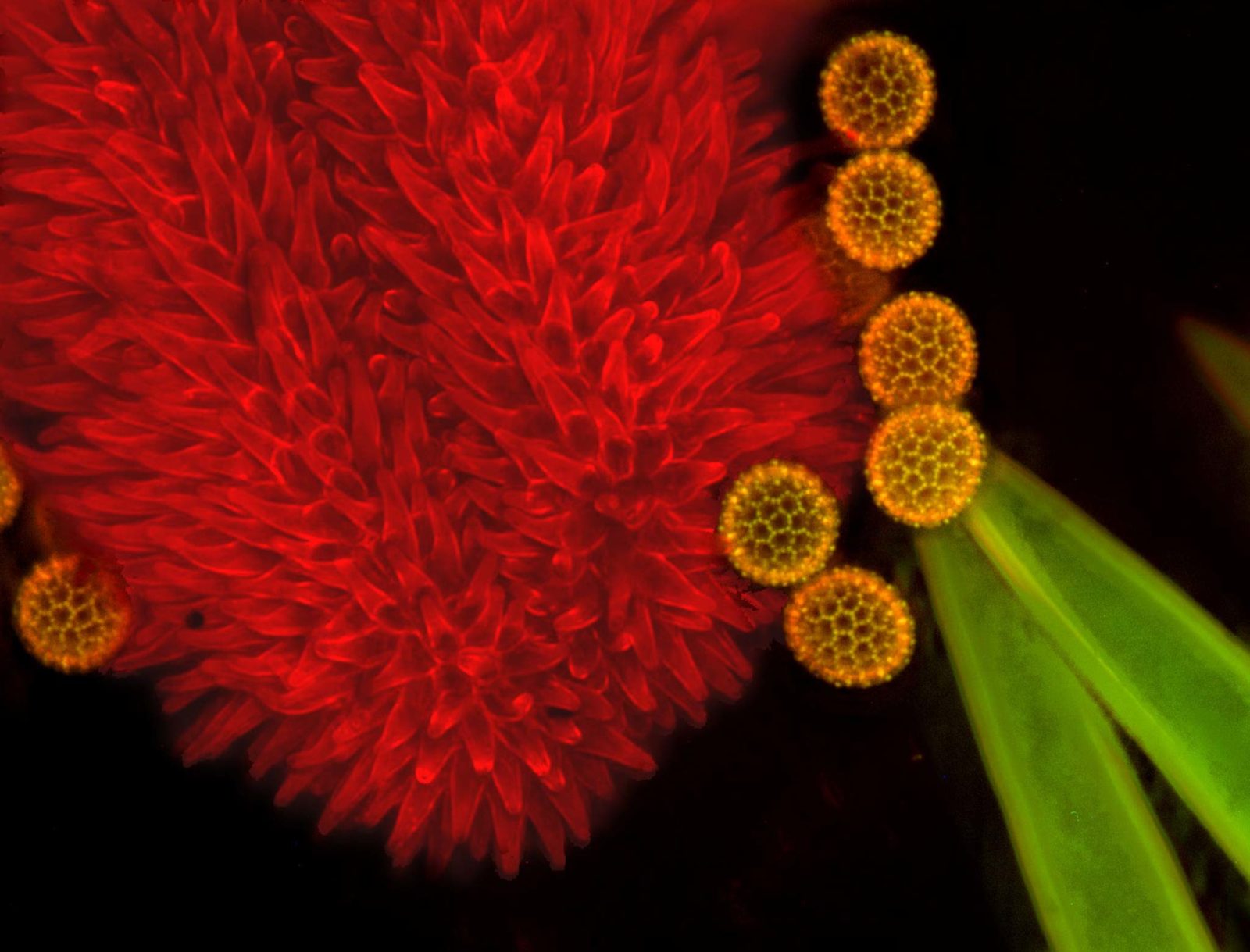 Pollen on plant stigma Nikon’s Small World