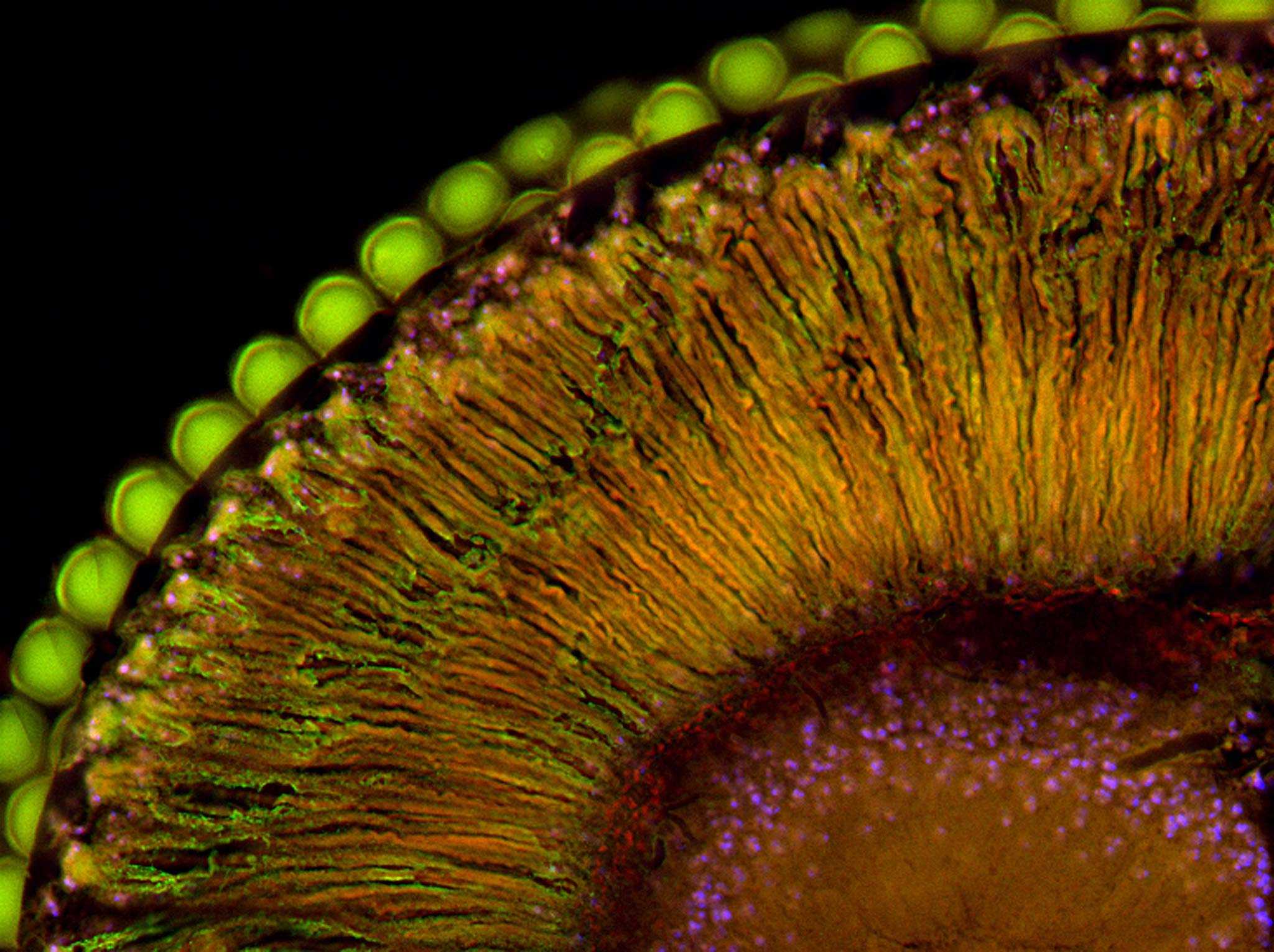 Compound eye of Drosophila melanogaster (fruit fly) Nikon’s Small World