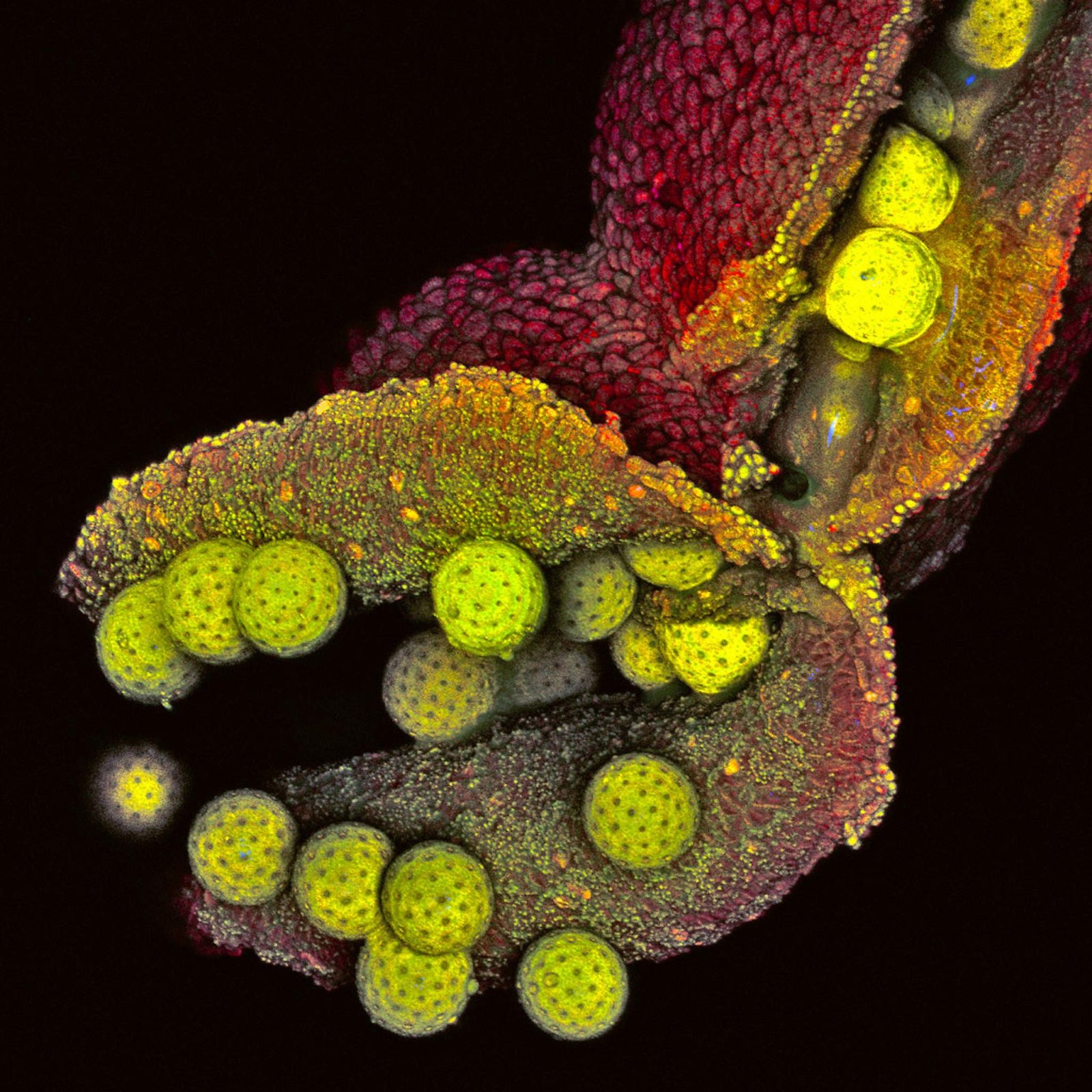 Появление пыльцы. Пыльца пеларгонии микроскоп. Пыльца микрофотографии. Пыльца сосны микрофотография. Пыльцевые зерна под микроскопом.