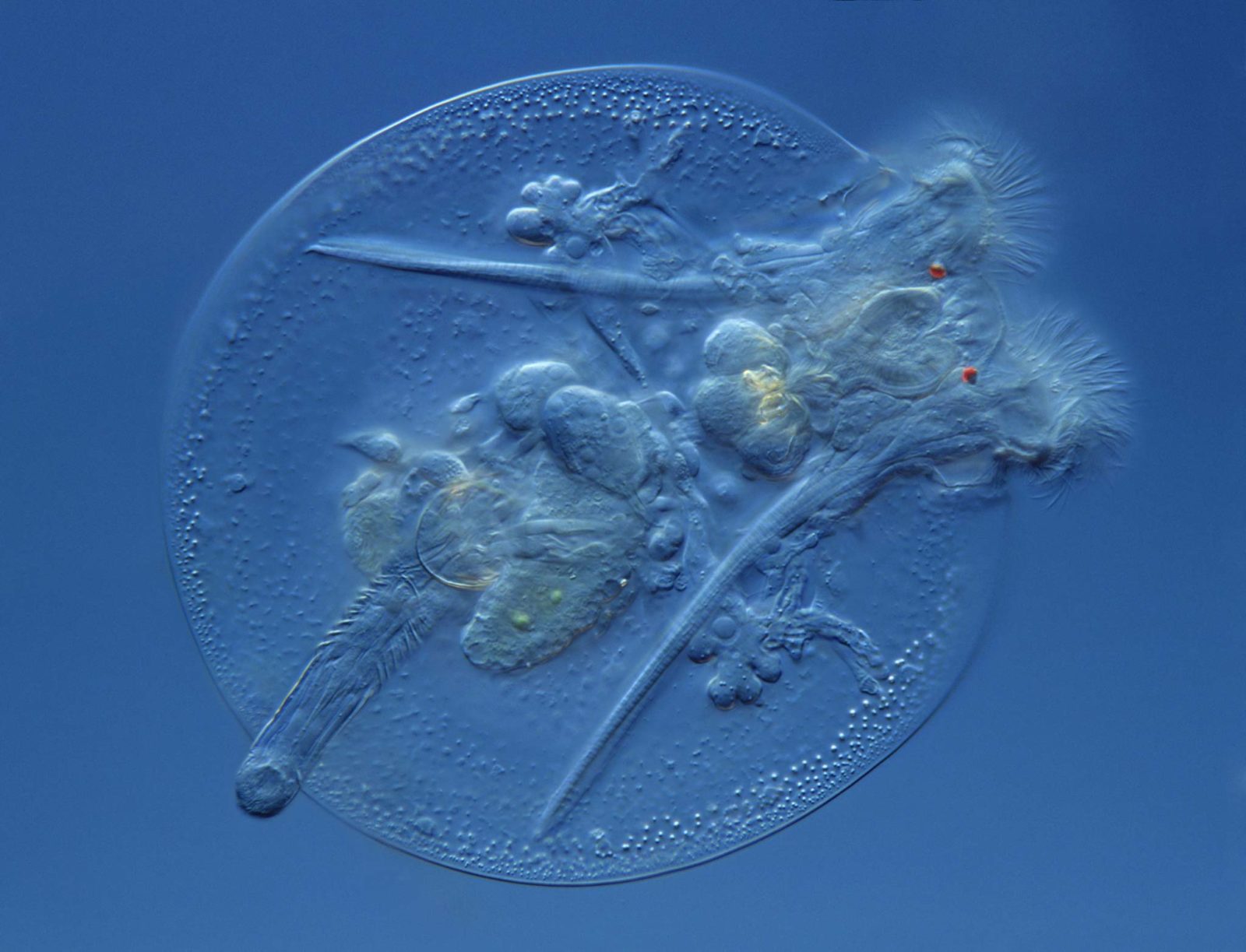 Микромир насекомые под микроскопом. Микромир насекомые под микроскопом. Мир под микроскопом. Путешествие в микромир. Макросъемка микроорганизмов.