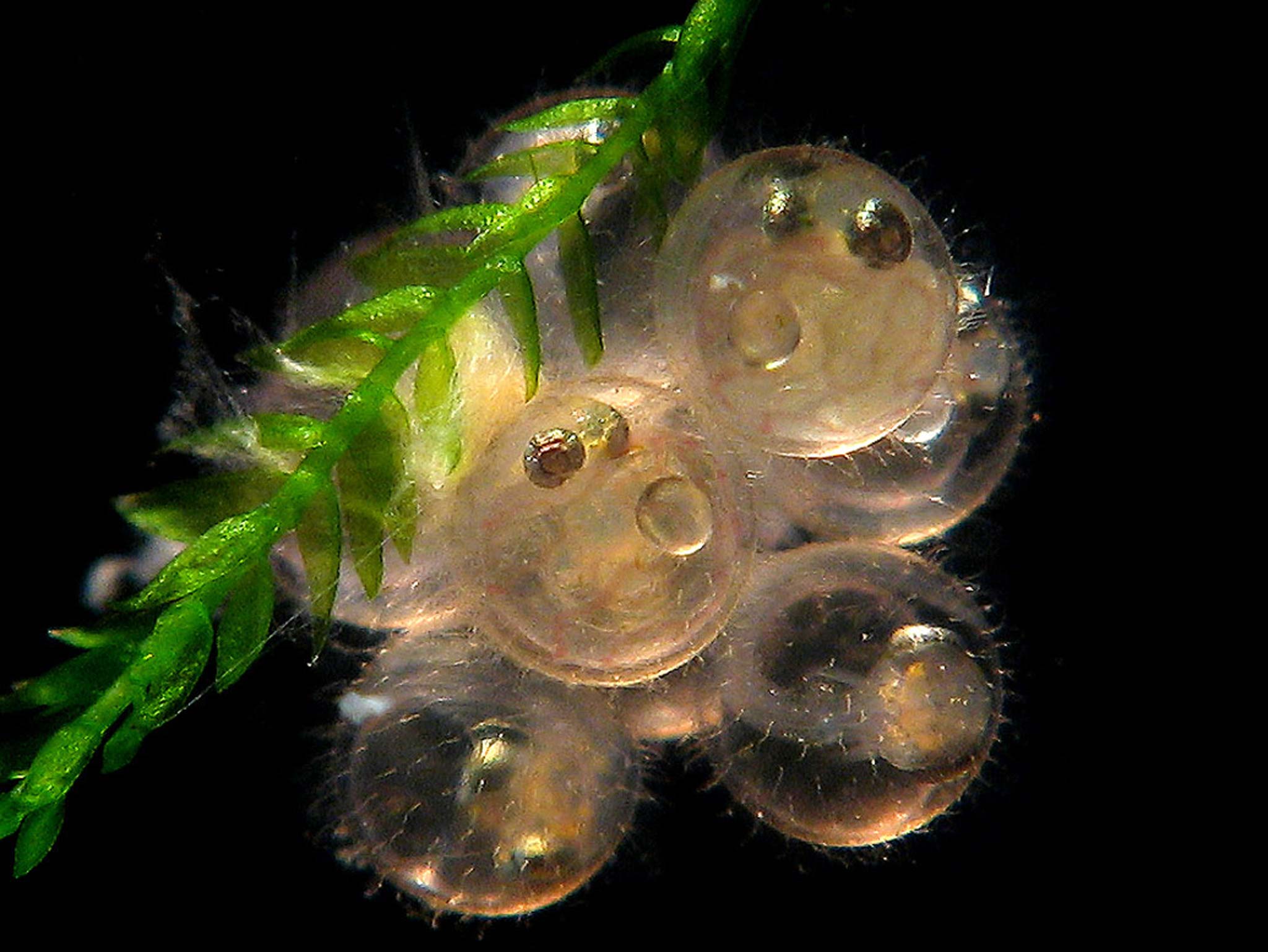 Embryonated eggs of Oryzias latipes (Japanese rice fish) in Vesicularia