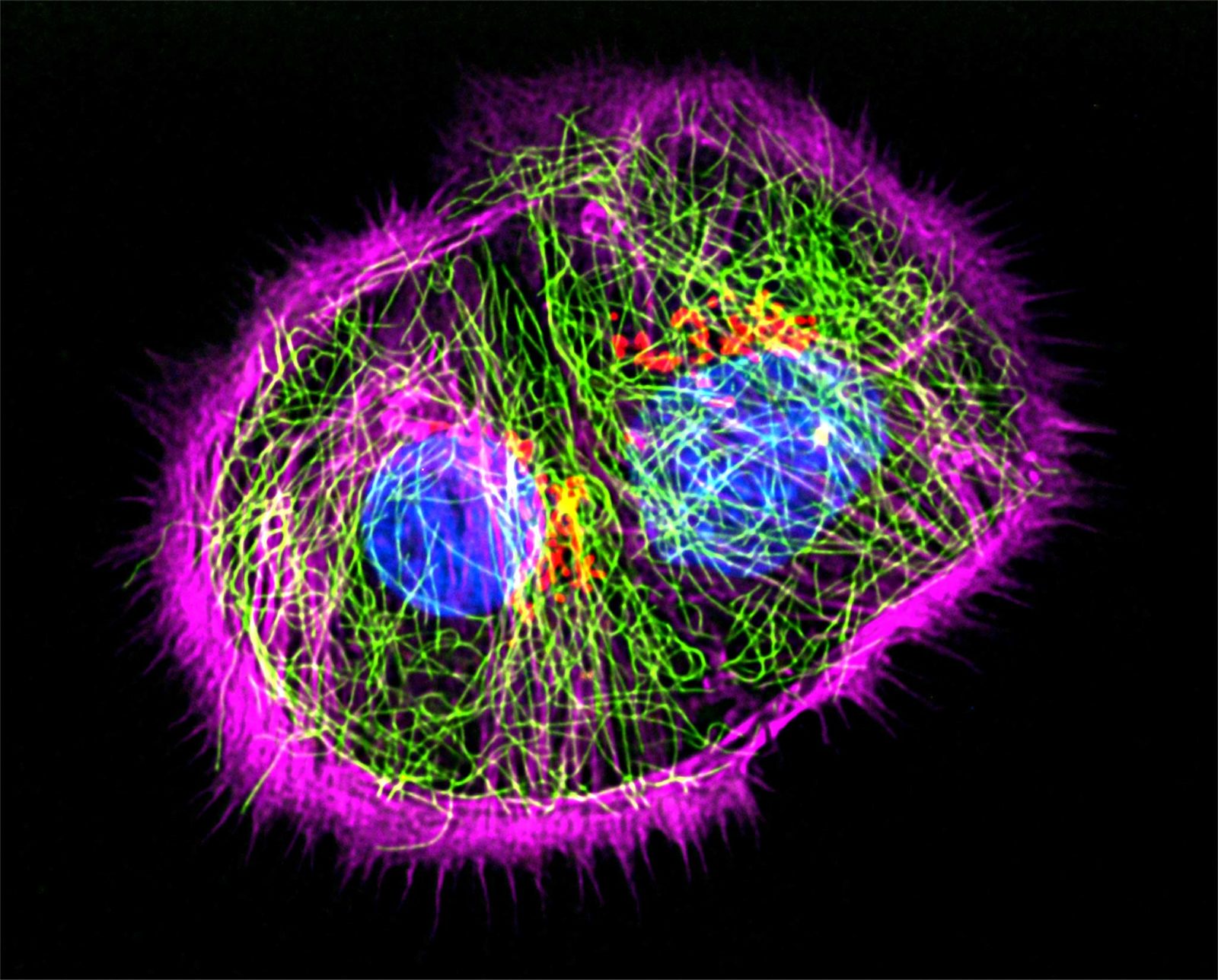 LLCPK1 (pig epithelial) cells Nikon’s Small World