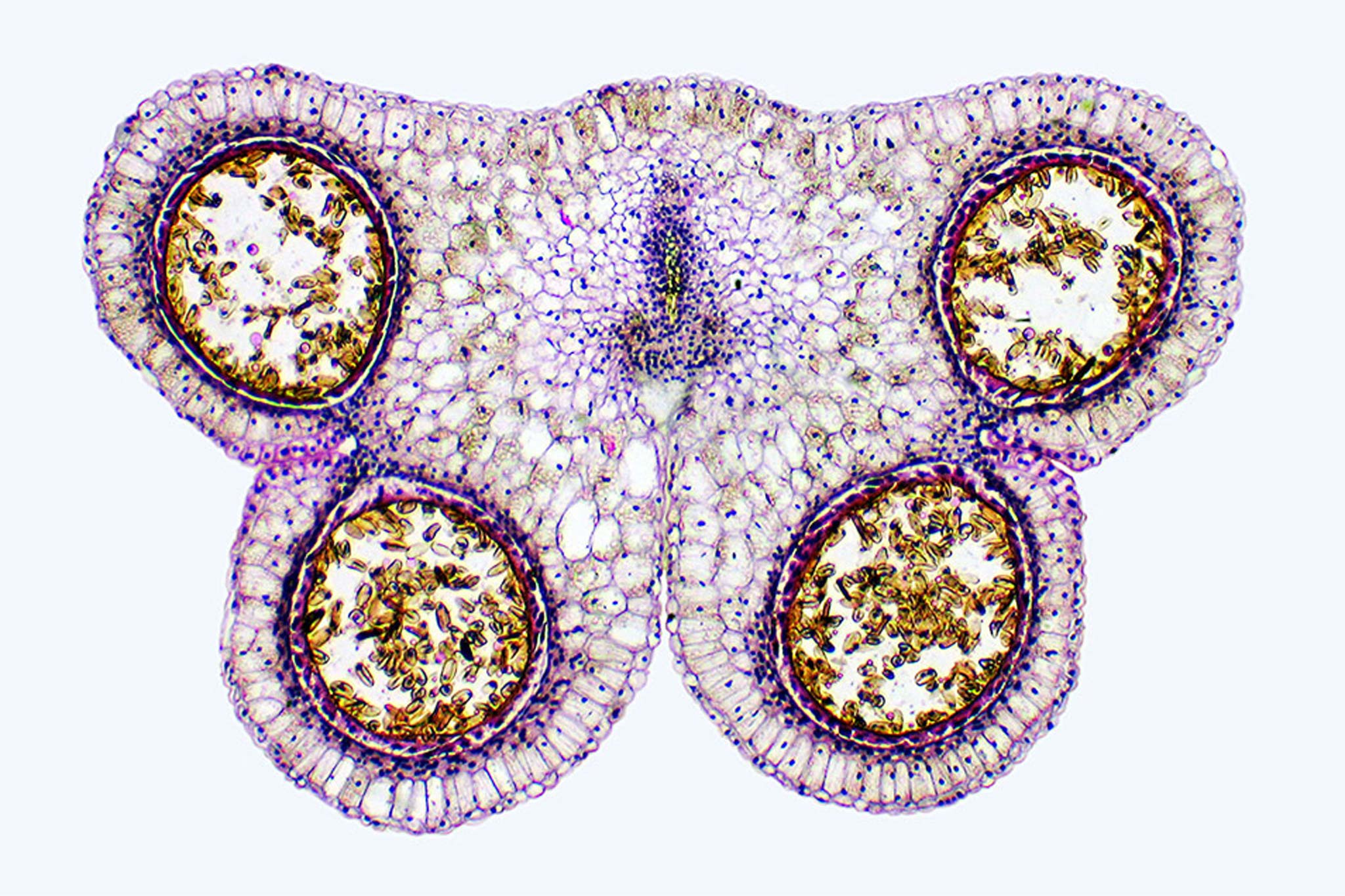 Lily anther, transverse section, showing pollen sacs Nikon’s Small World