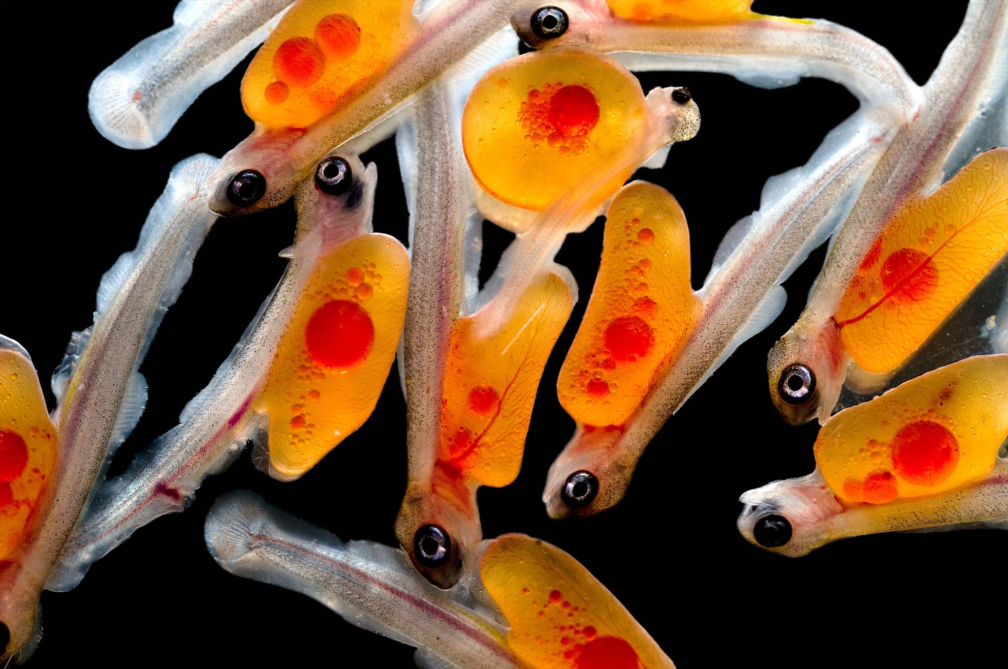Trout alevin (larva) Nikon’s Small World