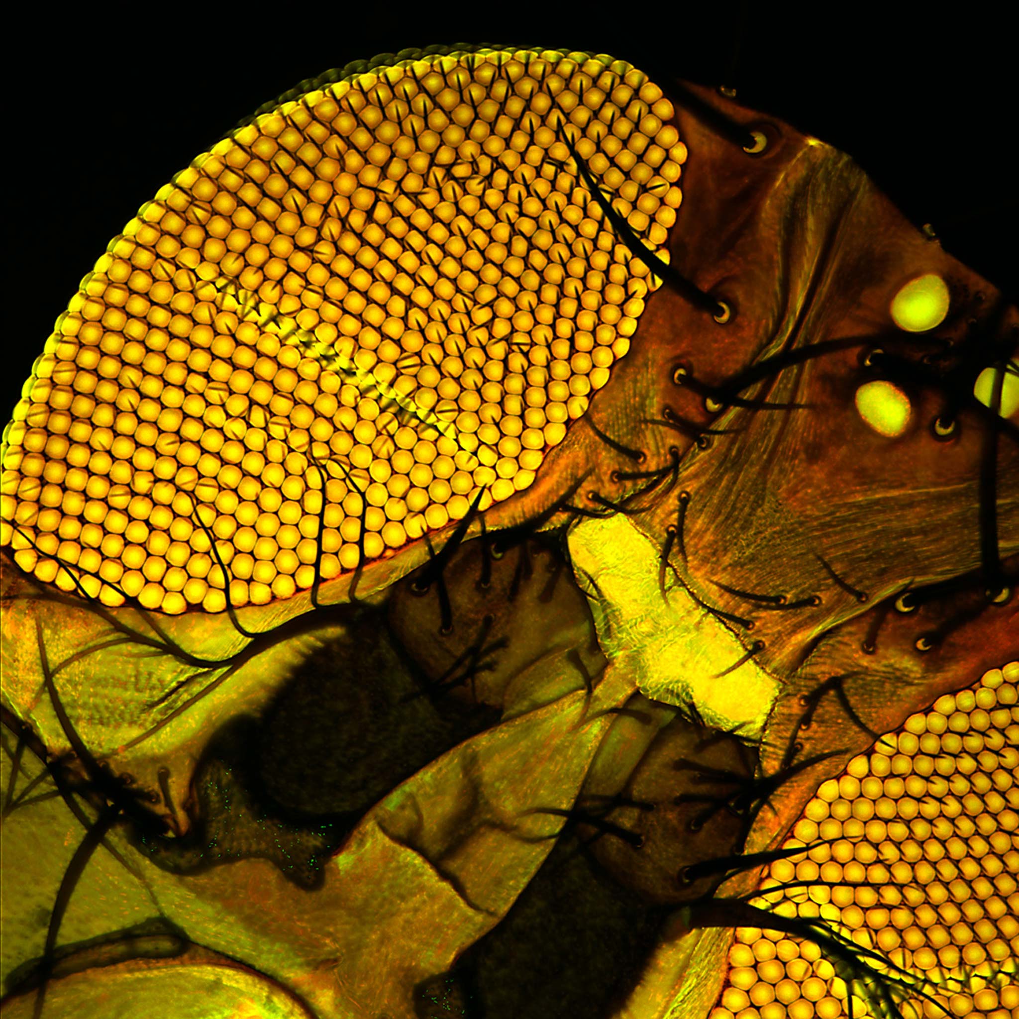 Drosophila sp. (fruit fly) eye, direct mount Nikon’s Small World