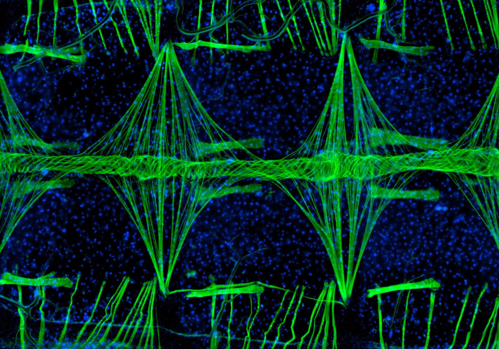 Photo Micrographics 2010 Photomicrography Competition | Nikon Small World