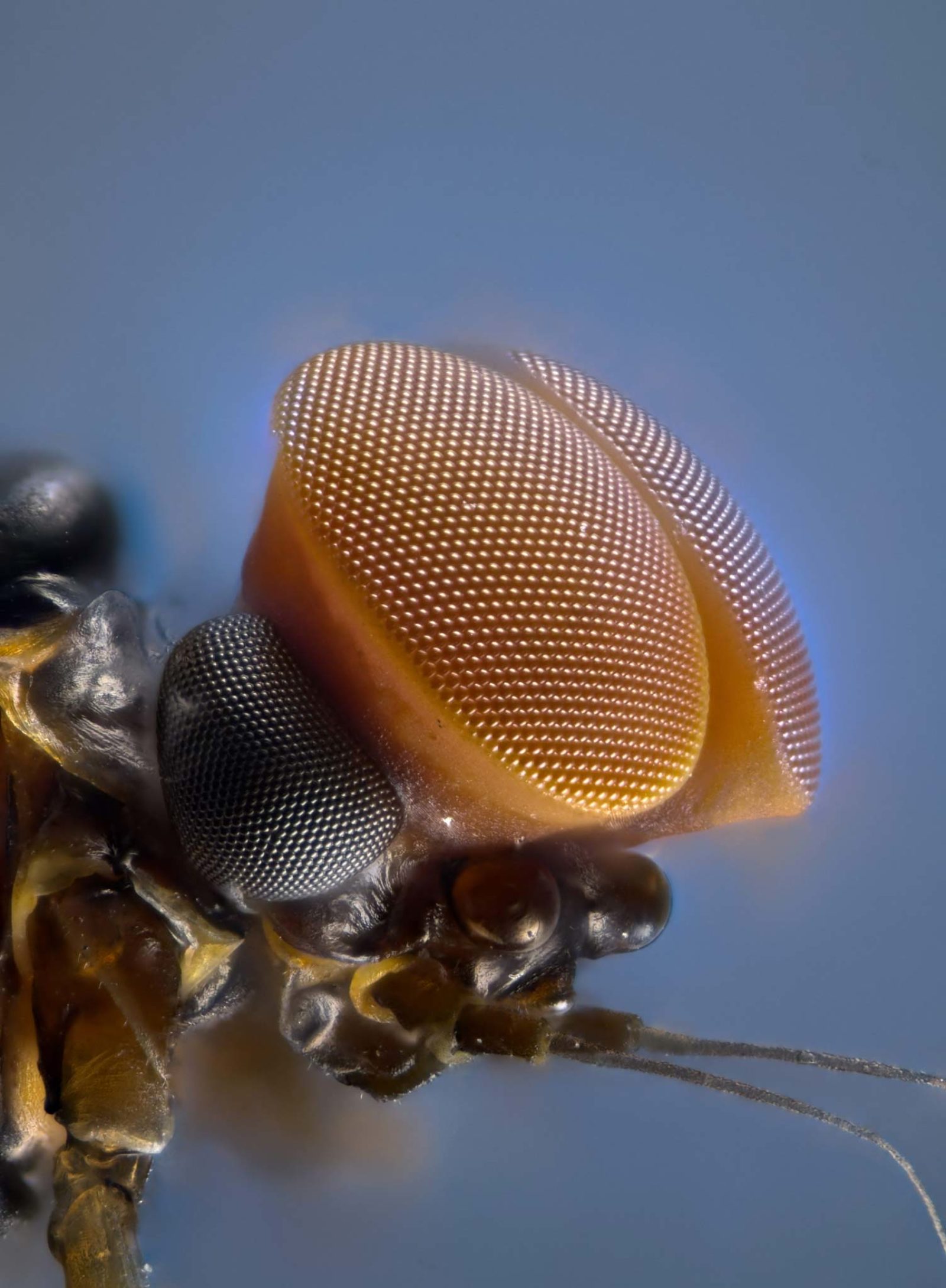 Turbinate eyes of male mayfly | Nikon Small World