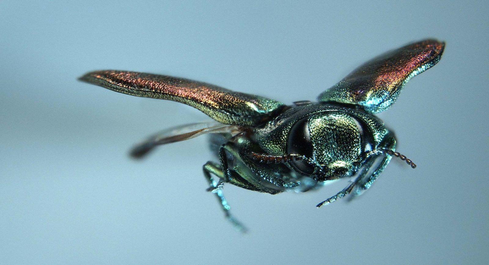 Insect in cyanide | Nikon Small World