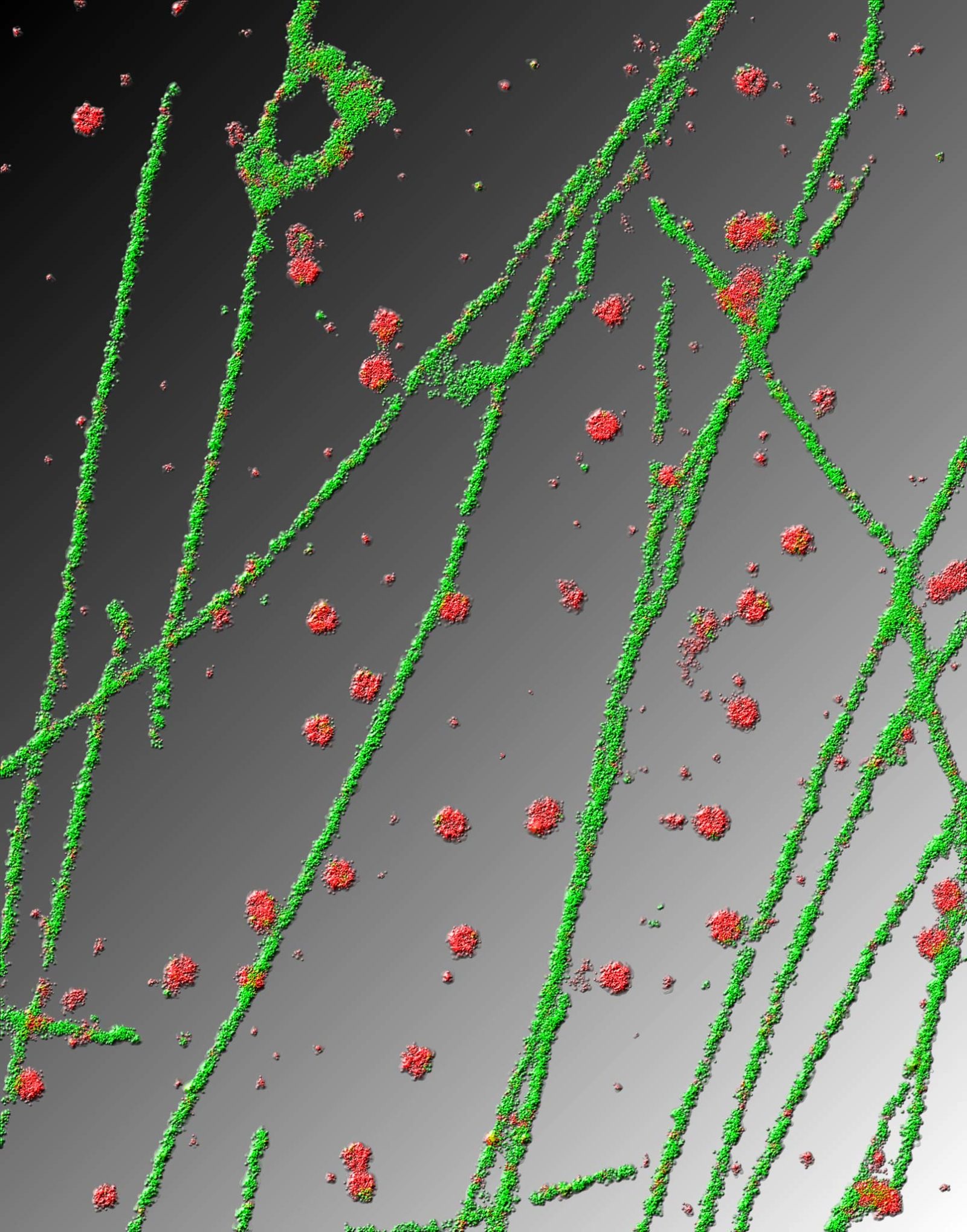 Microtubule and clathrin | Nikon Small World