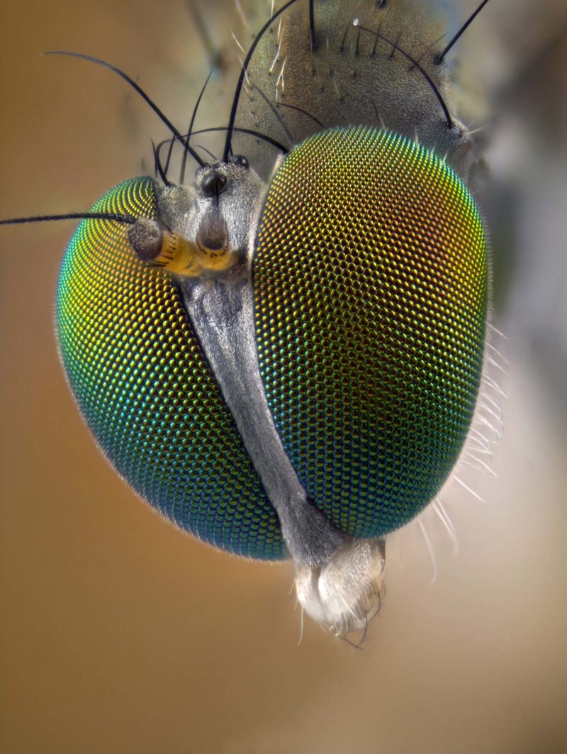 Dolichopodid sp. (fly) eyes  2010 Photomicrography Competition